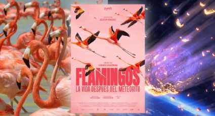 Flamingos: La vida después del meteorito: ¿en qué cines de Yucatán estará disponible?