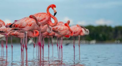 VIDEO: Sisal se convirtió en un mar rosa con la llegada de decenas de flamingos