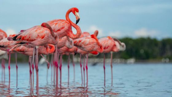 VIDEO: Sisal se convirtió en un mar rosa con la llegada de decenas de flamingos