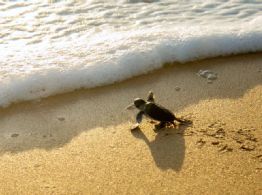 Temporada de tortugas en Yucatán 2026: todo lo que debes saber para protegerlas