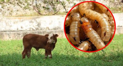 Yucatán combate el gusano barrenador: se reportan 0 muertes animales en 1000 casos registrados