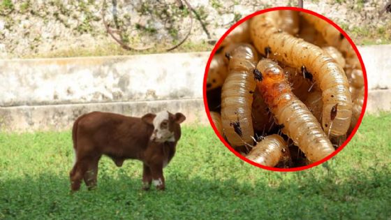 Yucatán combate el gusano barrenador: se reportan 0 muertes animales en 1000 casos registrados
