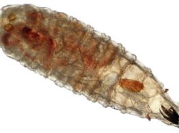 Gusano barrenador se expande en Yucatán: suman 1,654 casos en 100 municipios