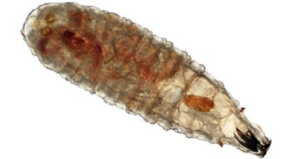 Gusano barrenador se expande en Yucatán: suman 1,654 casos en 100 municipios