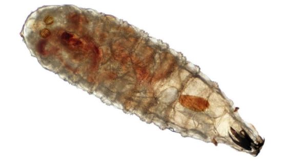 Gusano barrenador se expande en Yucatán: suman 1,654 casos en 100 municipios