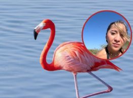 ¿Puedes ir a prisión por molestar a los flamencos de Yucatán? Esto dice la Ley