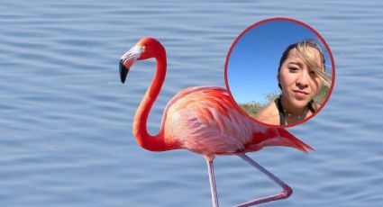 ¿Puedes ir a prisión por molestar a los flamencos de Yucatán? Esto dice la Ley