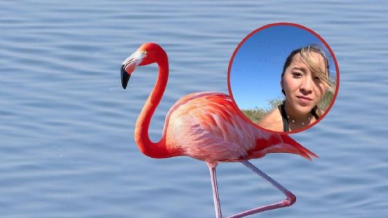 ¿Puedes ir a prisión por molestar a los flamencos de Yucatán? Esto dice la Ley