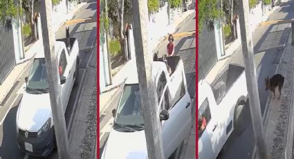 Abandonan a 2 perros en Cholul: buscan identificar a responsable en Mérida tras VIDEO VIRAL