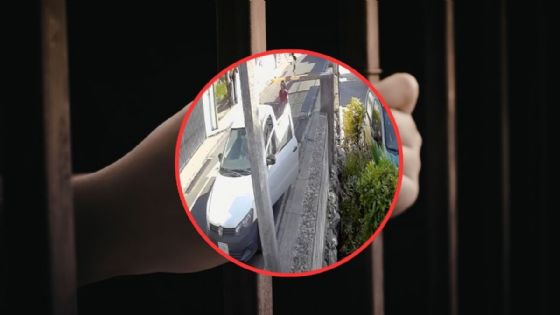 Mujer abandona a sus perritos en calles de Cholul: ¿podría ir a prisión? Esto dice la Ley en Yucatán