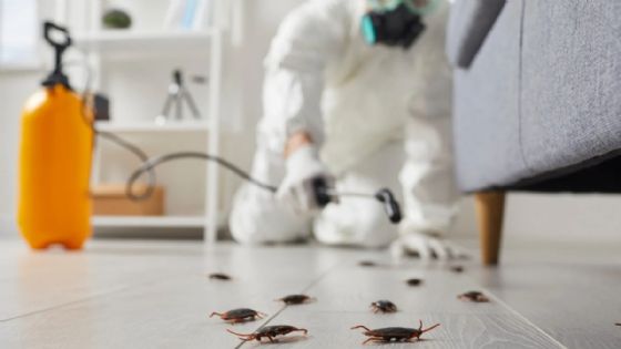 Plagas en Yucatán aumentan por el calor; recomiendan fumigar dos veces al año | ¿Cómo cuidarte?