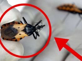 Enfermedad de Chagas en Yucatán: estiman hasta 16 mil casos y alertan por su avance silencioso