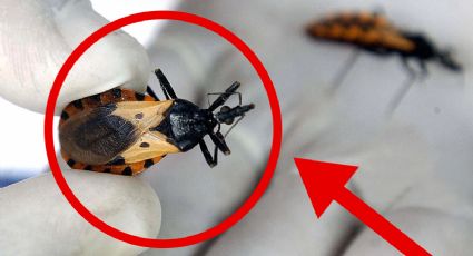 Enfermedad de Chagas en Yucatán: estiman hasta 16 mil casos y alertan por su avance silencioso