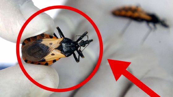 Enfermedad de Chagas en Yucatán: estiman hasta 16 mil casos y alertan por su avance silencioso