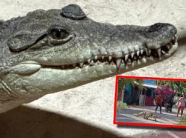 Video viral: cocodrilo camina por una calle de Celestún sin temor a humanos