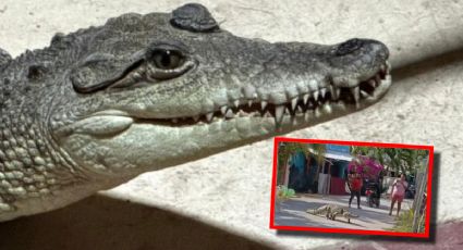 Video viral: cocodrilo camina por una calle de Celestún sin temor a humanos