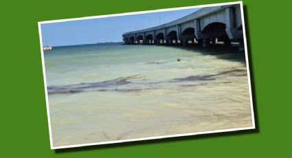 ¿Qué pasó en Progreso? Esto respondió Pemex del derrame de petróleo en el puerto