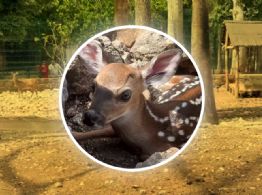 ¡Ternura en Yucatán! Nacen 5 venados cola blanca en Tizimín cuándo verlos y cómo visitarlos