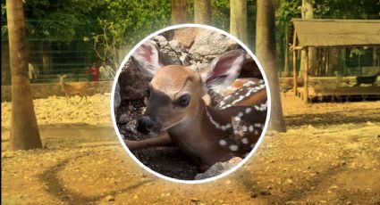 ¡Ternura en Yucatán! Nacen 5 venados cola blanca en Tizimín cuándo verlos y cómo visitarlos