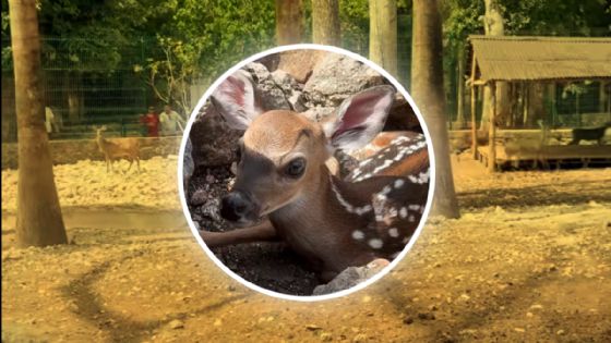 ¡Ternura en Yucatán! Nacen 5 venados cola blanca en Tizimín cuándo verlos y cómo visitarlos