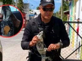 Yucatán supera la IA: pelea de iguanas moviliza a la policía en Tizimín y se hace viral en redes