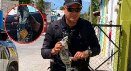 Yucatán supera la IA: pelea de iguanas moviliza a la policía en Tizimín y se hace viral en redes
