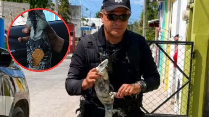 Yucatán supera la IA: pelea de iguanas moviliza a la policía en Tizimín y se hace viral en redes