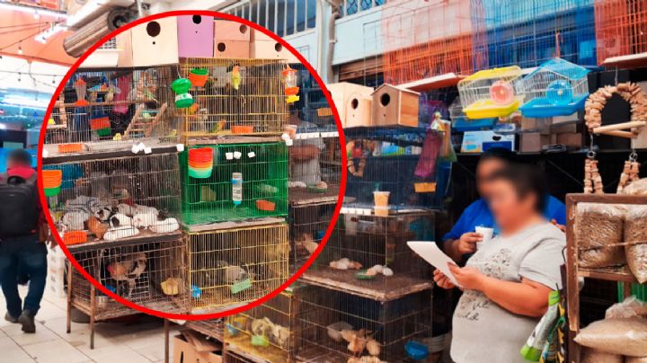 Profepa asegura 34 ejemplares de fauna silvestre en Yucatán: esto se sabe del caso en Mérida
