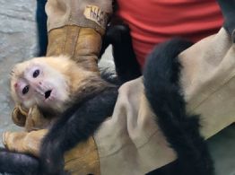 Rescatan a 10 monitos capuchino que eran trasladados ilegalmente en Tabasco