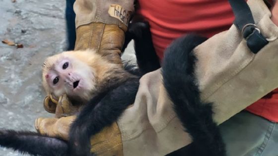 Rescatan a 10 monitos capuchino que eran trasladados ilegalmente en Tabasco