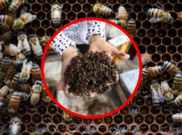 ¿Cómo actuar frente a un enjambre de abejas? Recomendaciones de SADER y Protección Civil