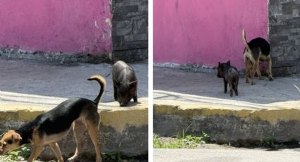 ¡Un perrito y un cochinito paseando juntos sorprenden en Progreso! El curioso momento se hace viral