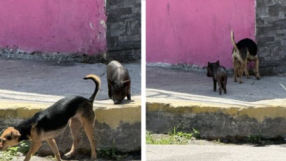 ¡Un perrito y un cochinito paseando juntos sorprenden en Progreso! El curioso momento se hace viral