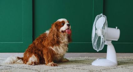 Ola de calor en Yucatán: ¿cómo cuidar a tu mascota ante las temperaturas extremas?