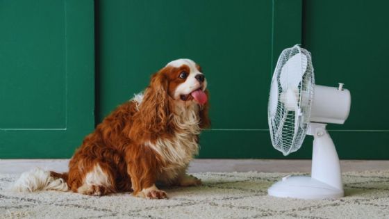 Ola de calor en Yucatán: ¿cómo cuidar a tu mascota ante las temperaturas extremas?