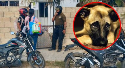 Maltrato animal: multan con más de 20 mil pesos a dueño de perrito que murió abandonado en Xelpac
