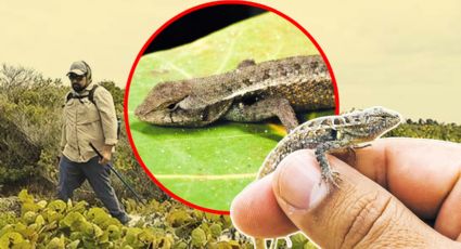 Calor extremo amenaza a esta especie endémica de Yucatán: UNAM alerta por posible daño irreversible