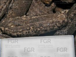 Caen pescadores en Yucatán con más de 77 kilos de pepino de mar ilegal; FGR los vincula a proceso