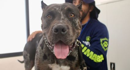 ¿Qué pasó con el perrito Zeus? Puntos clave del caso que abrió debate en Yucatán