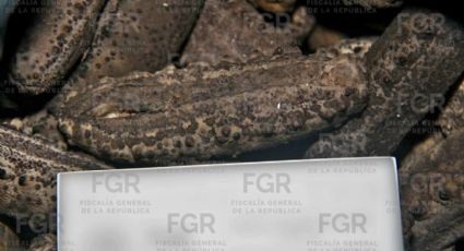 Caen pescadores en Yucatán con más de 77 kilos de pepino de mar ilegal; FGR los vincula a proceso