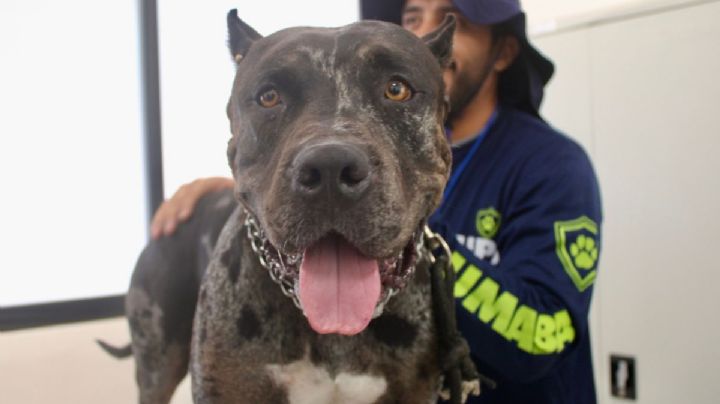 ¿Qué pasó con el perrito Zeus? Puntos clave del caso que abrió debate en Yucatán