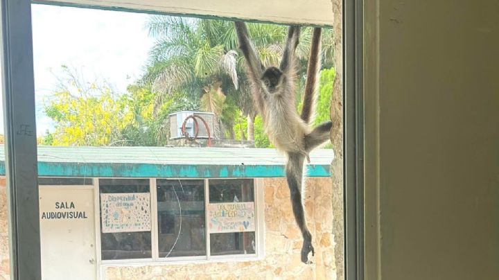 ¡Quiere entrar a clases! Mono araña sorprende a estudiantes y profesores de escuela de Dzidzantún