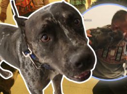 ¿Qué pasó con Zeus, el perro del ataque en la Bicirruta? Su dueño enfrenta demanda millonaria