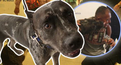 ¿Qué pasó con Zeus, el perro del ataque en la Bicirruta? Su dueño enfrenta demanda millonaria