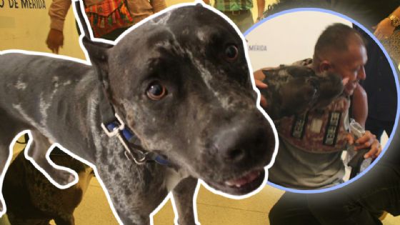 ¿Qué pasó con Zeus, el perro del ataque en la Bicirruta? Su dueño enfrenta demanda millonaria