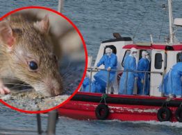 Hantavirus: ¿existe riesgo de que llegue a la Península de Yucatán?