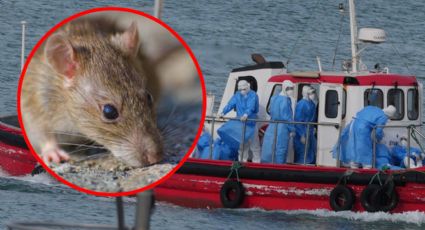 Hantavirus: ¿existe riesgo de que llegue a la Península de Yucatán?