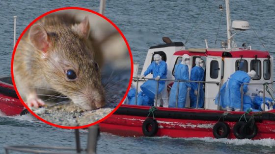 Hantavirus: ¿existe riesgo de que llegue a la Península de Yucatán?
