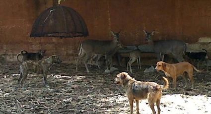 Jauría ingresó a un zoológico de Mérida y provocó la muerte de venados y borregos