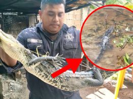 ¡Pánico en Progreso! Descubren a terrorífico cocodrilo escondido dentro de una casa | FOTOS